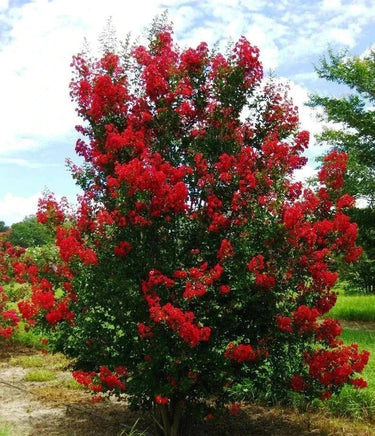 Carolina Red Crape Myrtle with vibrant blood-red blooms and narrow upright growth.