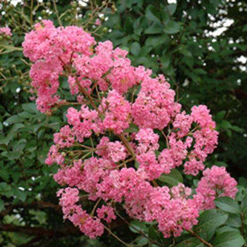 Choctaw Crape Myrtle: Stunning Rich Pink Blooms & Unique Cinnamon