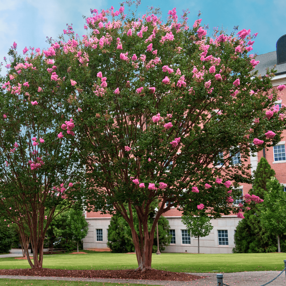 Choctaw Crape Myrtle: Stunning Rich Pink Blooms & Unique Cinnamon
