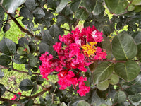 Crimson Bijou Micro Mini™ Crape Myrtle with vibrant crimson red flowers and lush green leaves.
