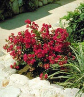 Crimson Bijou Micro Mini™ Crape Myrtle with vibrant crimson red flowers in a garden setting, perfect for small landscapes.