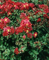 Crimson Bijou Micro Mini™ Crape Myrtle with vibrant red blooms and lush green foliage.