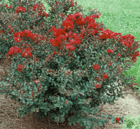 Crimson Bijou Micro Mini™ Crape Myrtle with dark blood red flowers and compact growth.