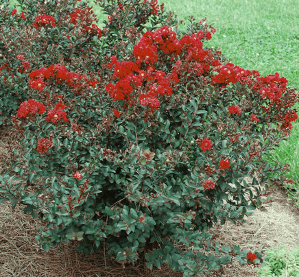 Crimson Bijou Micro Mini™ Crape Myrtle with dark blood red flowers and compact growth.