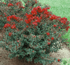 {"width" => 350, "height" => 350, "loading" => "lazy", "sizes" => "(min-width: 990px) 350px, 50vw", "widths" => "350,700", "alt" => "Crimson Bijou Micro Mini™ Crape Myrtle with dark blood red flowers and compact growth."}
