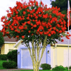 {"width" => 350, "height" => 350, "loading" => "lazy", "sizes" => "(min-width: 990px) 350px, 50vw", "widths" => "350,700", "alt" => "Dallas Red Crape Myrtle tree with vibrant red flowers and dynamic foliage in a residential setting."}