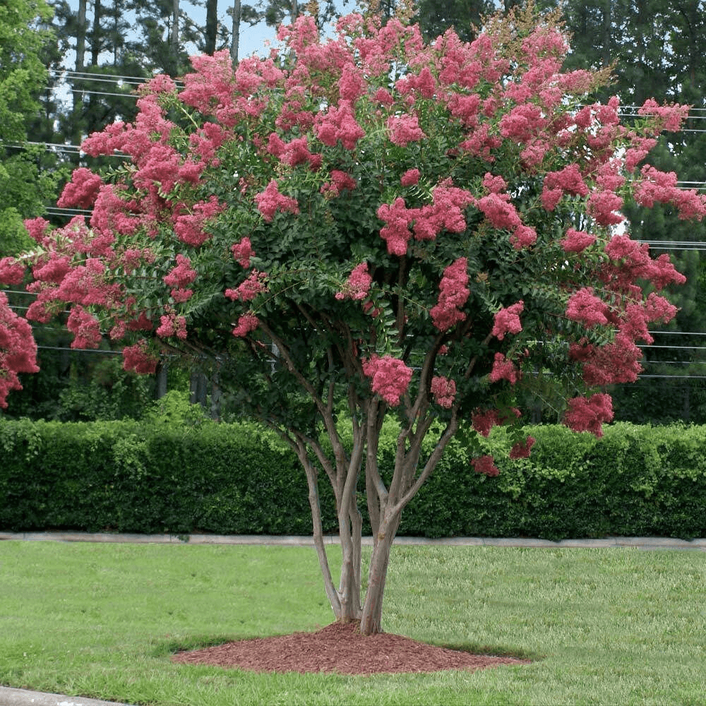 Flamingo Passion™ Crape Myrtle🦩:Gracefully Branches, Big Pink