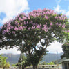 {"width" => 350, "height" => 350, "loading" => "lazy", "sizes" => "(min-width: 990px) 350px, 50vw", "widths" => "350,700", "alt" => "Kings Crape Myrtle tree with pink blossoms, Lagerstroemia Floribunda, in tropical landscape."}