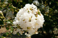 Kiowa Crape Myrtle with cascading white flower clusters in garden setting.