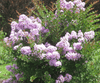 {"width" => 350, "height" => 350, "loading" => "lazy", "sizes" => "(min-width: 990px) 350px, 50vw", "widths" => "350,700", "alt" => "Lafayette Miniature Crape Myrtle with extremely light lavender flowers and weeping branches."}