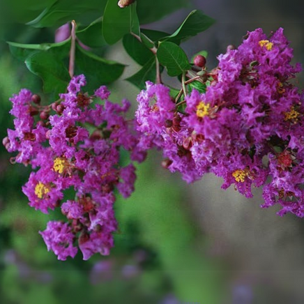 Mardi Gras Crape Myrtle with vibrant purple flowers and lush green leaves.