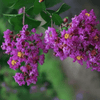 {"width" => 350, "height" => 350, "loading" => "lazy", "sizes" => "(min-width: 990px) 350px, 50vw", "widths" => "350,700", "alt" => "Mardi Gras Crape Myrtle with vibrant purple flowers and lush green leaves."}