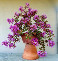 Mardi Gras Crape Myrtle in terracotta pot, showcasing vibrant purple flowers and elegant weeping growth.