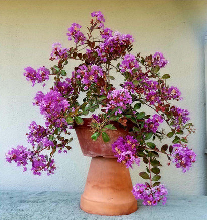 Mardi Gras Crape Myrtle in terracotta pot, showcasing vibrant purple flowers and elegant weeping growth.
