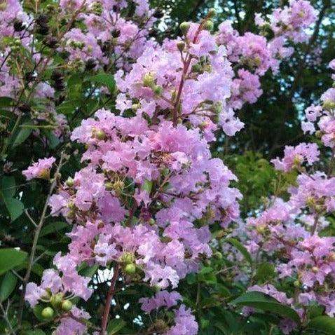 Muskogee Crape Myrtle🪻-Fast Growing Shade Tree, Huge Lavender Flowers|  Southern Charm Crape Myrtles, LLC