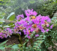 New Orleans Miniature Crape Myrtle Purple Flower