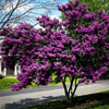 {"width" => 350, "height" => 350, "loading" => "lazy", "sizes" => "(min-width: 990px) 350px, 50vw", "widths" => "350,700", "alt" => "Obsidian Amethyst™ Crape Myrtle with vibrant purple blooms and dark foliage."}