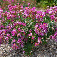 Orchid Bijou Micro Mini™ Crape Myrtle with vivid purple flowers in a garden setting.
