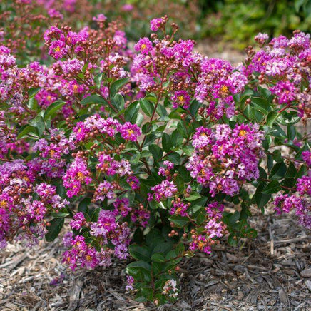 Orchid Bijou Micro Mini™ Crape Myrtle with vivid purple flowers in a garden setting.