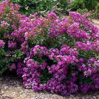 Orchid Bijou Micro Mini™ Crape Myrtle with vivid purple flowers in garden setting.