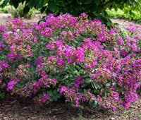 Orchid Bijou Micro Mini™ Crape Myrtle with vivid purple flowers in a garden setting.