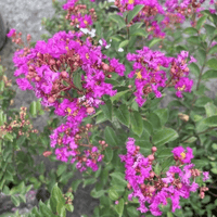 Orchid Bijou Micro Mini™ Crape Myrtle with vibrant purple flowers in full bloom.