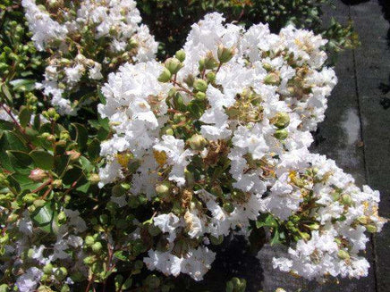 Pixie White Miniature Crape Myrtle Flower