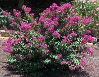 Purple Velvet Crape Myrtle with dark purple flowers and fuchsia undertone in a garden setting.