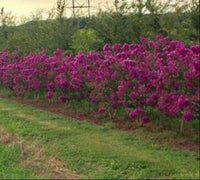 Purple Velvet Crape Myrtle shrubs with dark purple flowers and fuchsia undertones in a garden setting.