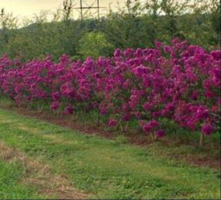 Purple Velvet Crape Myrtle shrubs with dark purple flowers and fuchsia undertones in a garden setting.