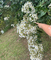 Huge, elegant crape myrtle with crisp white blooms and lush green foliage.