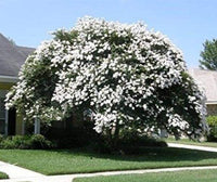 Sarahs Favorite crape myrtle with crisp white blooms in a landscaped garden.