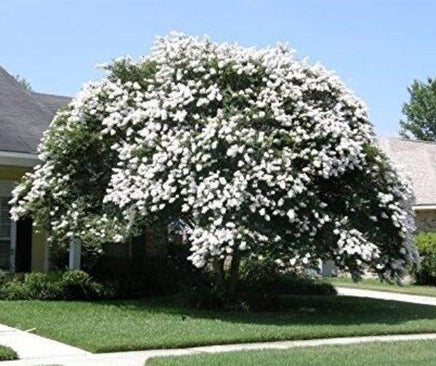 Sarahs Favorite crape myrtle with crisp white blooms in a landscaped garden.