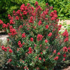 {"width" => 350, "height" => 350, "loading" => "lazy", "sizes" => "(min-width: 990px) 350px, 50vw", "widths" => "350,700", "alt" => "Scarlet Passion™ Miniature Crape Myrtle Bush"}
