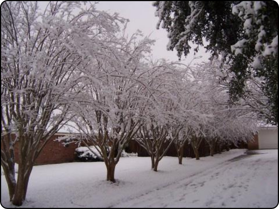 Snow on Crape Myrtles