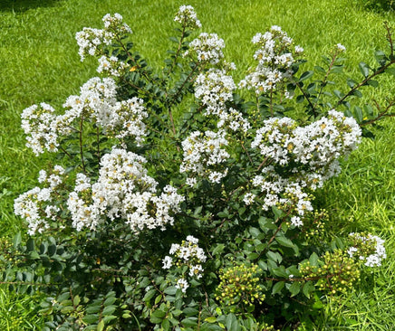 Snowy Bijou Micro Mini™ Crape Myrtle with crisp white flowers in a lush green garden setting.