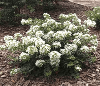 Snowy Bijou Micro Mini™ Crape Myrtle with crisp snow-white flowers in a garden setting.