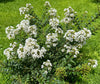 {"width" => 350, "height" => 350, "loading" => "lazy", "sizes" => "(min-width: 990px) 350px, 50vw", "widths" => "350,700", "alt" => "Snowy Bijou Micro Mini™ Crape Myrtle with crisp white flowers in a lush green garden setting."}