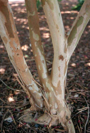 Tonto Crape Myrtle with beige and white exfoliating bark.