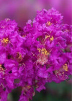 Sunset purple crape myrtle flowers on a fast-growing elegant tree.