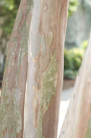 Victor Crape Myrtle with exfoliating light and dark gray bark showing stunning maraschino cherry red blooms.