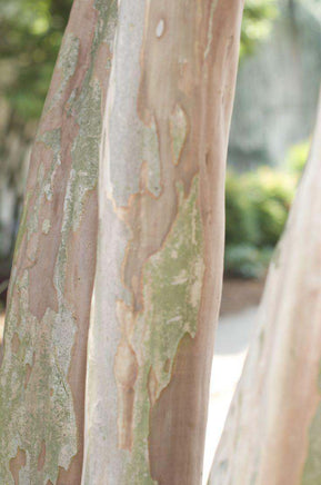 Victor Crape Myrtle with exfoliating light and dark gray bark showing stunning maraschino cherry red blooms.