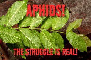 Aphids on Crape Myrtles: How to Spot, Stop & Prevent Them This Summer