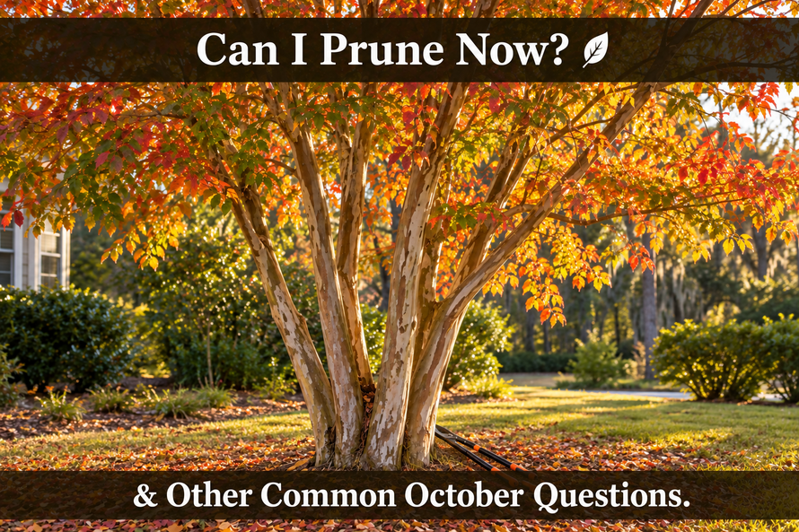Can You Prune Crape Myrtles in October? Fall Questions, Answered