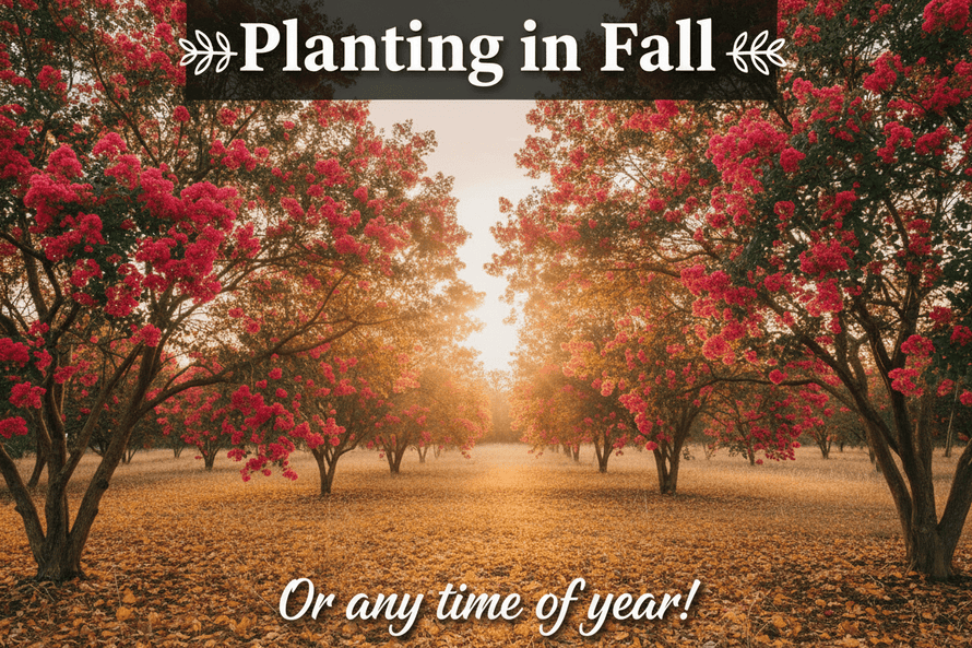 🍂Fall Planting Crape Myrtles: Why Hardwoods🌳Love Autumn (and Why Crapes Break the Rules)