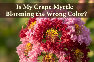 Why Do Crape Myrtle Flower Colors Vary? (Especially in the First Year)