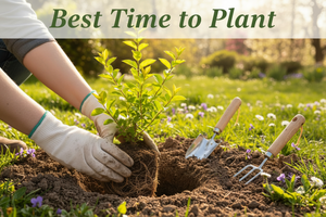Best Time to Plant Crape Myrtles: Spring for Strong Roots & Blooms!
