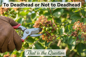 Summer Deadheading: How Southern Charm Crape Myrtles Rebloom Through October