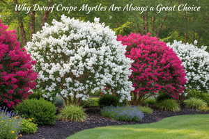 Dwarf Crape Myrtles: The Perfect “Just Right” Size & Fast-Growing Beauty