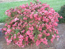 Bijou Micro Mini™ Crape Myrtles, Southern Charm Original - Southern Charm Crape Myrtles, LLC